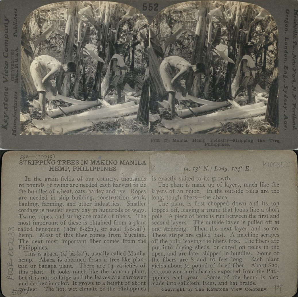 Manila Hemp Industry – Stripping the Tree, Philippines.